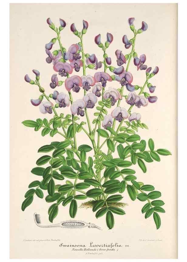 Reproducción/Reproduction 49686185831: L'Illustration horticole :. Gand, Belgium :Imprimerie et lithographie de F. et E. Gyselnyck,1854-1896.. 
