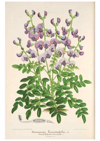 Reproducción/Reproduction 49686185831: L'Illustration horticole :. Gand, Belgium :Imprimerie et lithographie de F. et E. Gyselnyck,1854-1896.. 