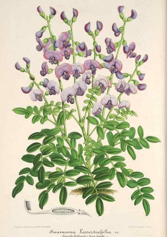 Reproducción/Reproduction 49686185831: L'Illustration horticole :. Gand, Belgium :Imprimerie et lithographie de F. et E. Gyselnyck,1854-1896.. 