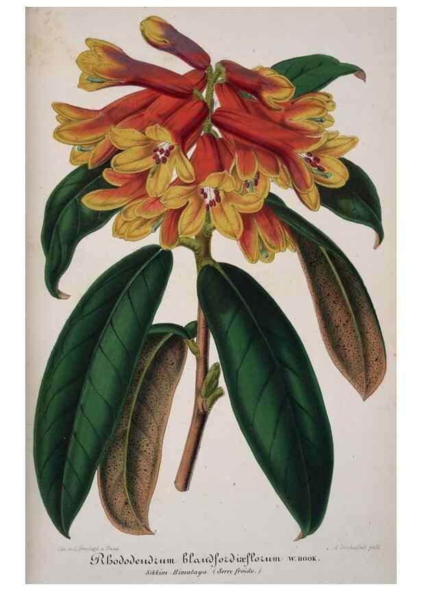 Reproducción/Reproduction 49684631092: L'Illustration horticole :. Gand, Belgium :Imprimerie et lithographie de F. et E. Gyselnyck,1854-1896.. 