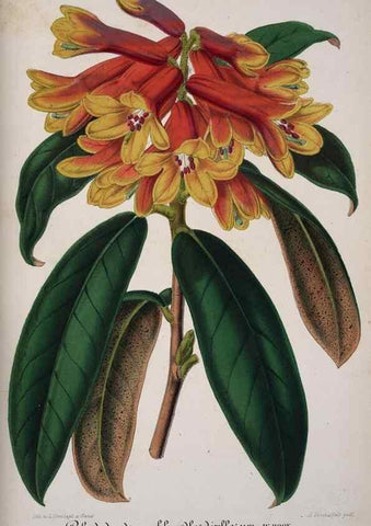 Reproducción/Reproduction 49684631092: L'Illustration horticole :. Gand, Belgium :Imprimerie et lithographie de F. et E. Gyselnyck,1854-1896.. 