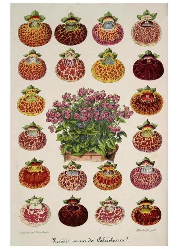 Reproducción/Reproduction 49684334141: L'Illustration horticole :. Gand, Belgium :Imprimerie et lithographie de F. et E. Gyselnyck,1854-1896.. 