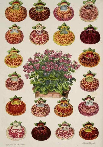 Reproducción/Reproduction 49684334141: L'Illustration horticole :. Gand, Belgium :Imprimerie et lithographie de F. et E. Gyselnyck,1854-1896.. 