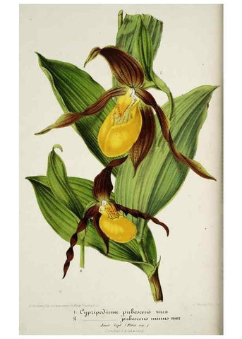 Reproducción/Reproduction 49684219156: L'Illustration horticole :. Gand, Belgium :Imprimerie et lithographie de F. et E. Gyselnyck,1854-1896.. 