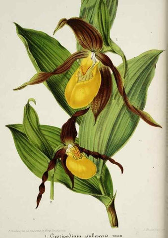 Reproducción/Reproduction 49684219156: L'Illustration horticole :. Gand, Belgium :Imprimerie et lithographie de F. et E. Gyselnyck,1854-1896.. 