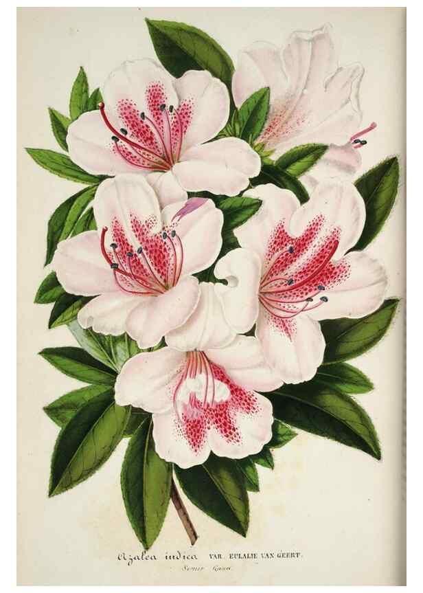 Reproducción/Reproduction 49683680778: L'Illustration horticole :. Gand, Belgium :Imprimerie et lithographie de F. et E. Gyselnyck,1854-1896.. 