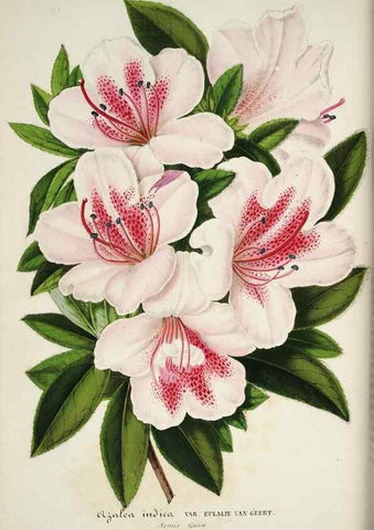 Reproducción/Reproduction 49683680778: L'Illustration horticole :. Gand, Belgium :Imprimerie et lithographie de F. et E. Gyselnyck,1854-1896.. 