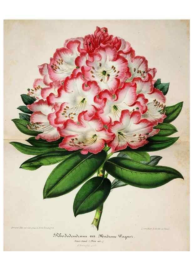 Reproducción/Reproduction 49683681168: L'Illustration horticole :. Gand, Belgium :Imprimerie et lithographie de F. et E. Gyselnyck,1854-1896.. 