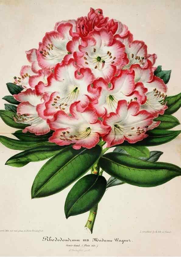 Reproducción/Reproduction 49683681168: L'Illustration horticole :. Gand, Belgium :Imprimerie et lithographie de F. et E. Gyselnyck,1854-1896.. 