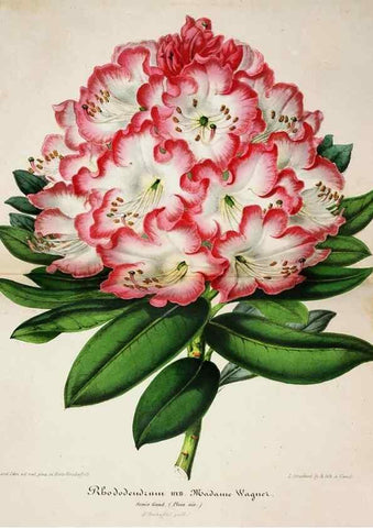 Reproducción/Reproduction 49683681168: L'Illustration horticole :. Gand, Belgium :Imprimerie et lithographie de F. et E. Gyselnyck,1854-1896.. 