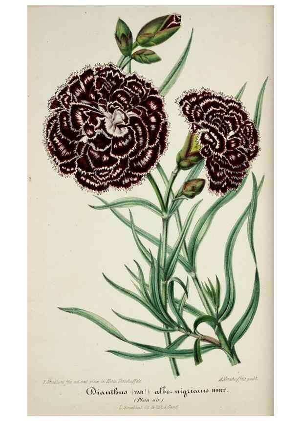 Reproducción/Reproduction 49684513967: L'Illustration horticole :. Gand, Belgium :Imprimerie et lithographie de F. et E. Gyselnyck,1854-1896.. 