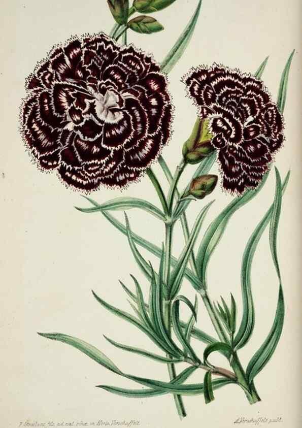 Reproducción/Reproduction 49684513967: L'Illustration horticole :. Gand, Belgium :Imprimerie et lithographie de F. et E. Gyselnyck,1854-1896.. 