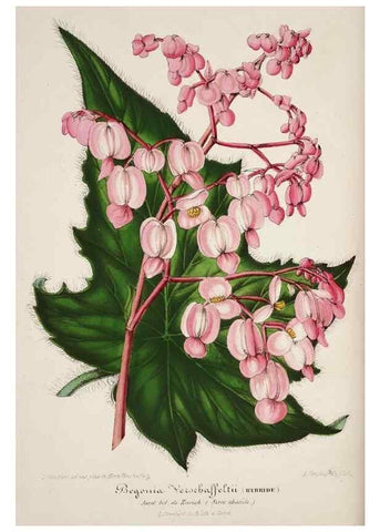 Reproducción/Reproduction 49683681888: L'Illustration horticole :. Gand, Belgium :Imprimerie et lithographie de F. et E. Gyselnyck,1854-1896.. 
