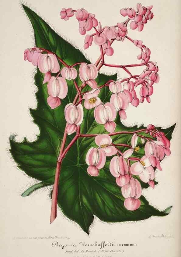 Reproducción/Reproduction 49683681888: L'Illustration horticole :. Gand, Belgium :Imprimerie et lithographie de F. et E. Gyselnyck,1854-1896.. 