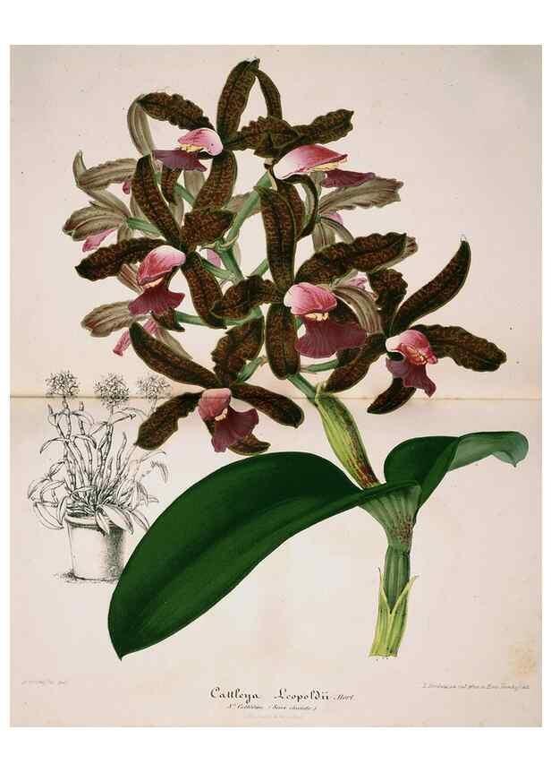 Reproducción/Reproduction 49683682203: L'Illustration horticole :. Gand, Belgium :Imprimerie et lithographie de F. et E. Gyselnyck,1854-1896.. 