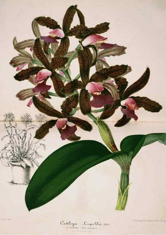 Reproducción/Reproduction 49683682203: L'Illustration horticole :. Gand, Belgium :Imprimerie et lithographie de F. et E. Gyselnyck,1854-1896.. 