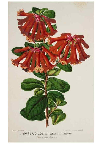 Reproducción/Reproduction 49684514902: L'Illustration horticole :. Gand, Belgium :Imprimerie et lithographie de F. et E. Gyselnyck,1854-1896.. 