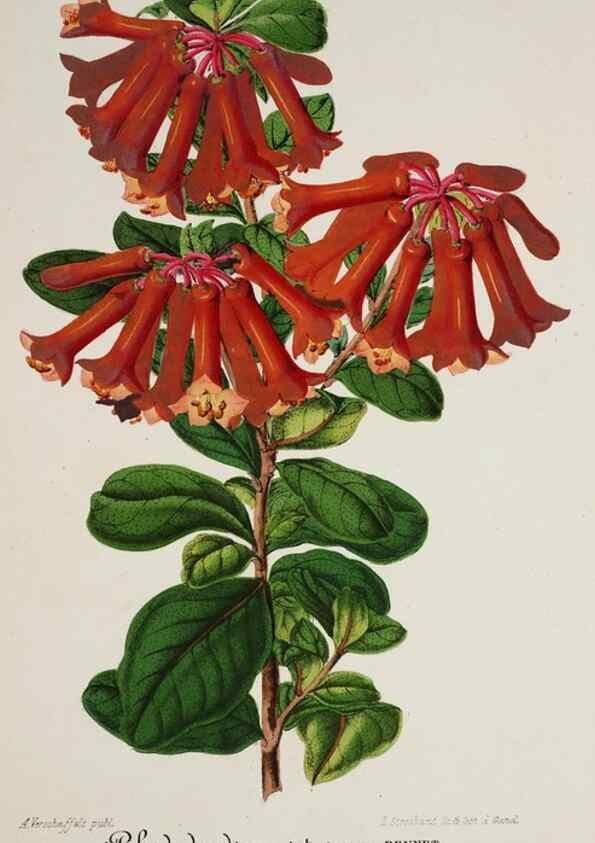 Reproducción/Reproduction 49684514902: L'Illustration horticole :. Gand, Belgium :Imprimerie et lithographie de F. et E. Gyselnyck,1854-1896.. 