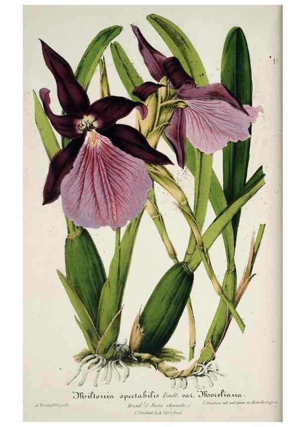 Reproducción/Reproduction 49684515227: L'Illustration horticole :. Gand, Belgium :Imprimerie et lithographie de F. et E. Gyselnyck,1854-1896.. 