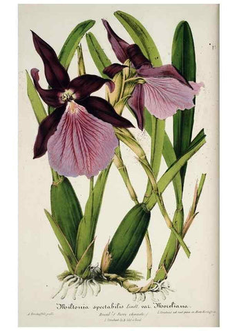 Reproducción/Reproduction 49684515227: L'Illustration horticole :. Gand, Belgium :Imprimerie et lithographie de F. et E. Gyselnyck,1854-1896.. 