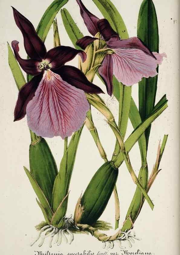 Reproducción/Reproduction 49684515227: L'Illustration horticole :. Gand, Belgium :Imprimerie et lithographie de F. et E. Gyselnyck,1854-1896.. 