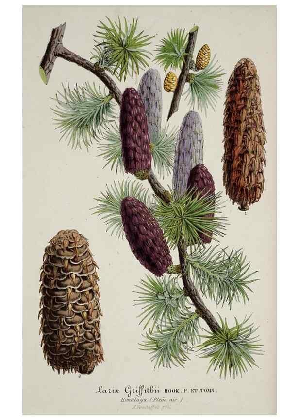 Reproducción/Reproduction 49683683113: L'Illustration horticole :. Gand, Belgium :Imprimerie et lithographie de F. et E. Gyselnyck,1854-1896.. 