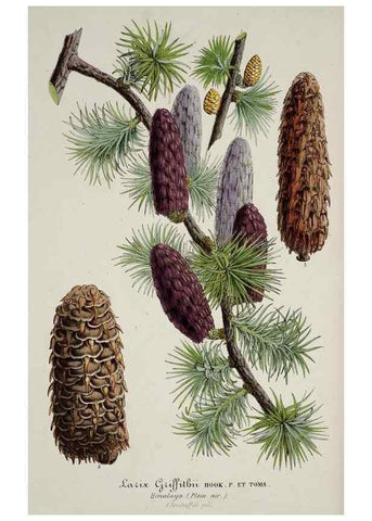 Reproducción/Reproduction 49683683113: L'Illustration horticole :. Gand, Belgium :Imprimerie et lithographie de F. et E. Gyselnyck,1854-1896.. 