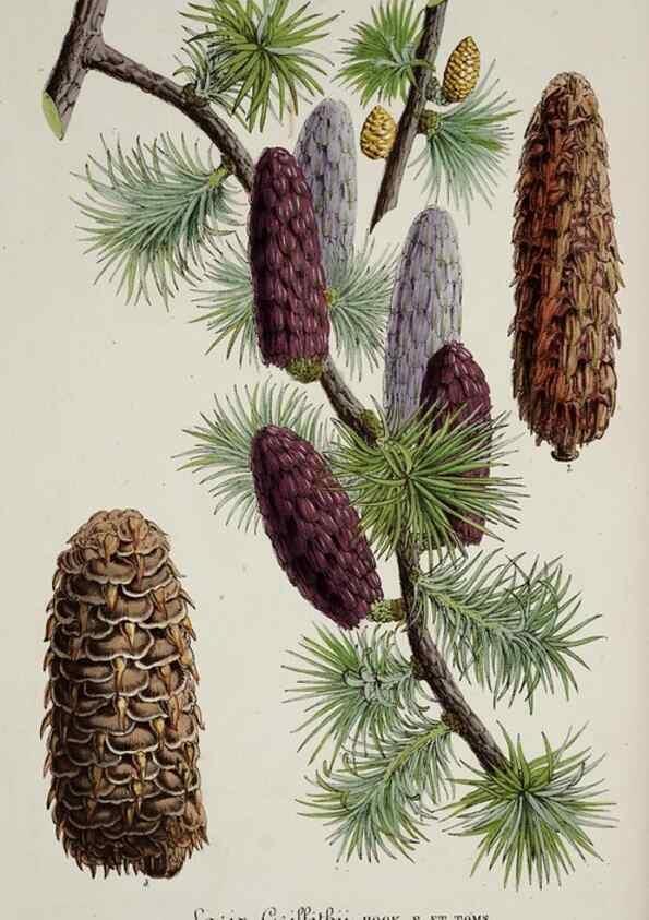 Reproducción/Reproduction 49683683113: L'Illustration horticole :. Gand, Belgium :Imprimerie et lithographie de F. et E. Gyselnyck,1854-1896.. 