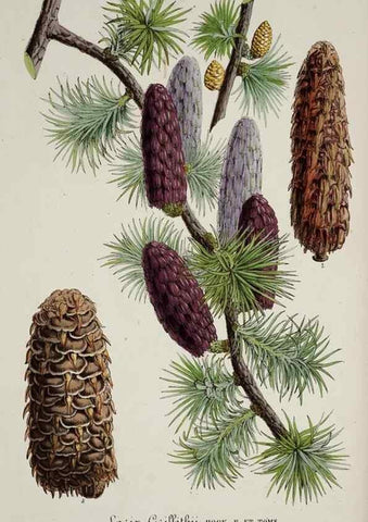 Reproducción/Reproduction 49683683113: L'Illustration horticole :. Gand, Belgium :Imprimerie et lithographie de F. et E. Gyselnyck,1854-1896.. 