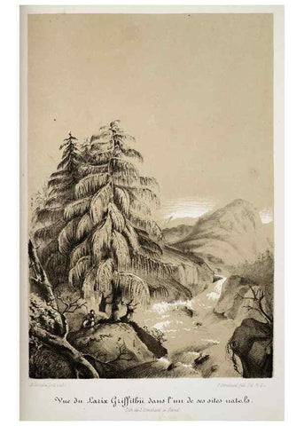 Reproducción/Reproduction 49683683478: L'Illustration horticole :. Gand, Belgium :Imprimerie et lithographie de F. et E. Gyselnyck,1854-1896.. 