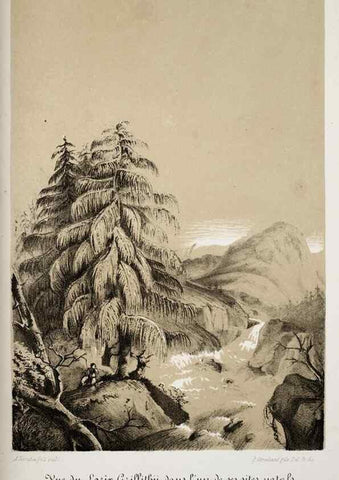 Reproducción/Reproduction 49683683478: L'Illustration horticole :. Gand, Belgium :Imprimerie et lithographie de F. et E. Gyselnyck,1854-1896.. 