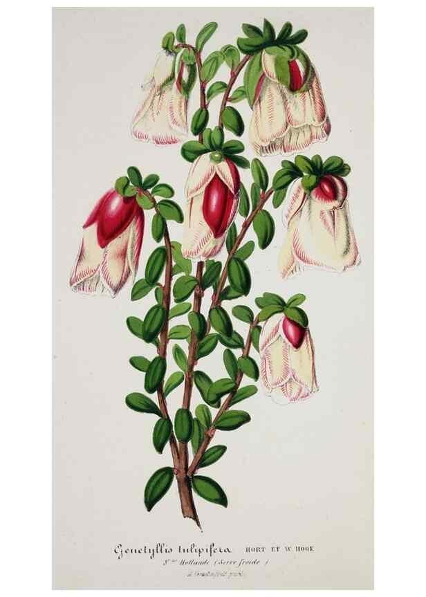 Reproducción/Reproduction 49683683808: L'Illustration horticole :. Gand, Belgium :Imprimerie et lithographie de F. et E. Gyselnyck,1854-1896.. 
