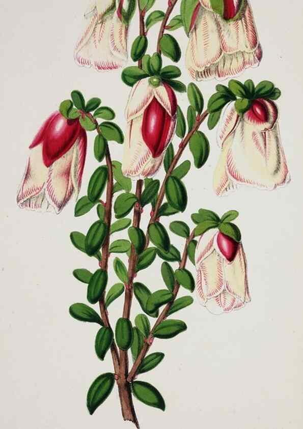 Reproducción/Reproduction 49683683808: L'Illustration horticole :. Gand, Belgium :Imprimerie et lithographie de F. et E. Gyselnyck,1854-1896.. 