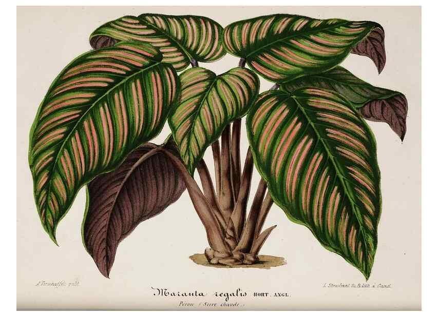 Reproducción/Reproduction 49684516407: L'Illustration horticole :. Gand, Belgium :Imprimerie et lithographie de F. et E. Gyselnyck,1854-1896.. 