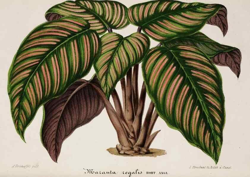 Reproducción/Reproduction 49684516407: L'Illustration horticole :. Gand, Belgium :Imprimerie et lithographie de F. et E. Gyselnyck,1854-1896.. 