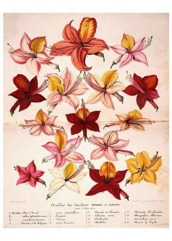 Reproducción/Reproduction 49684222856: L'Illustration horticole :. Gand, Belgium :Imprimerie et lithographie de F. et E. Gyselnyck,1854-1896.. 