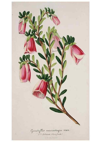 Reproducción/Reproduction 49684223056: L'Illustration horticole :. Gand, Belgium :Imprimerie et lithographie de F. et E. Gyselnyck,1854-1896.. 