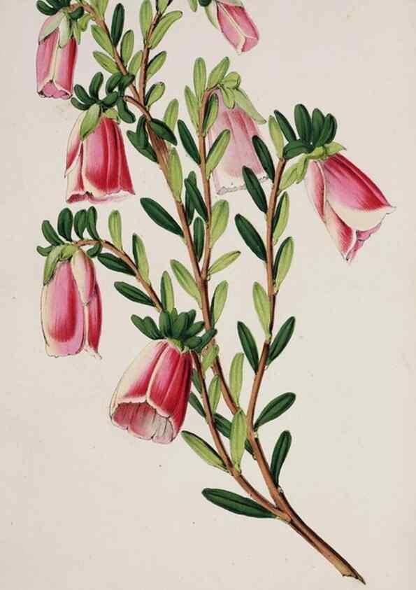 Reproducción/Reproduction 49684223056: L'Illustration horticole :. Gand, Belgium :Imprimerie et lithographie de F. et E. Gyselnyck,1854-1896.. 