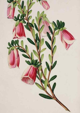 Reproducción/Reproduction 49684223056: L'Illustration horticole :. Gand, Belgium :Imprimerie et lithographie de F. et E. Gyselnyck,1854-1896.. 