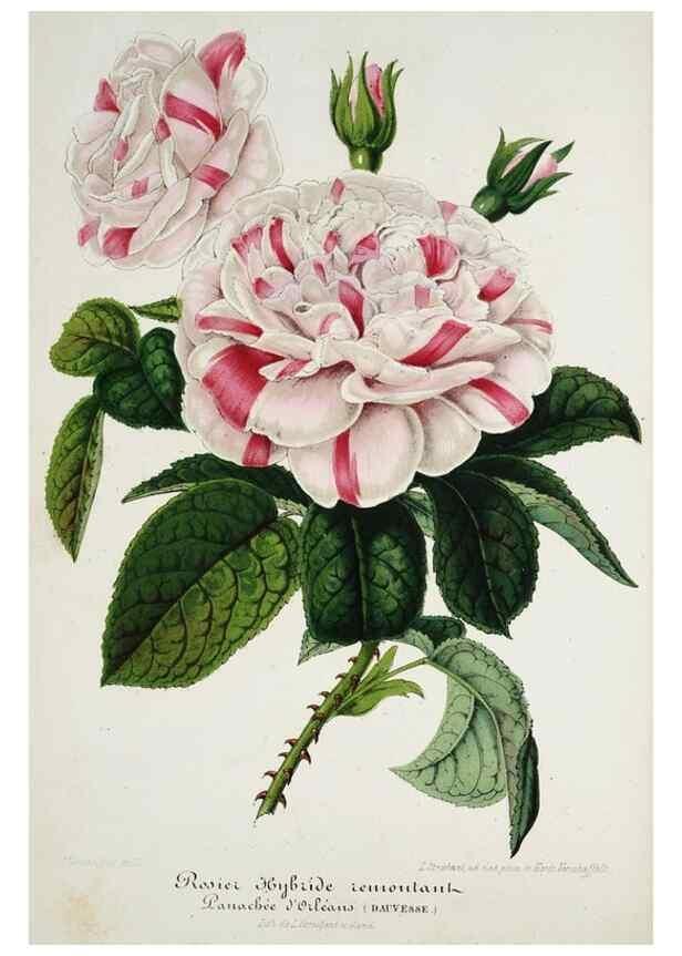 Reproducción/Reproduction 49684223376: L'Illustration horticole :. Gand, Belgium :Imprimerie et lithographie de F. et E. Gyselnyck,1854-1896.. 