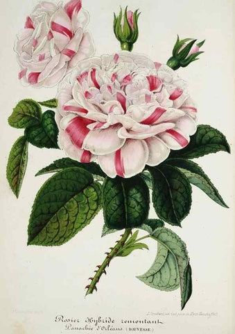 Reproducción/Reproduction 49684223376: L'Illustration horticole :. Gand, Belgium :Imprimerie et lithographie de F. et E. Gyselnyck,1854-1896.. 