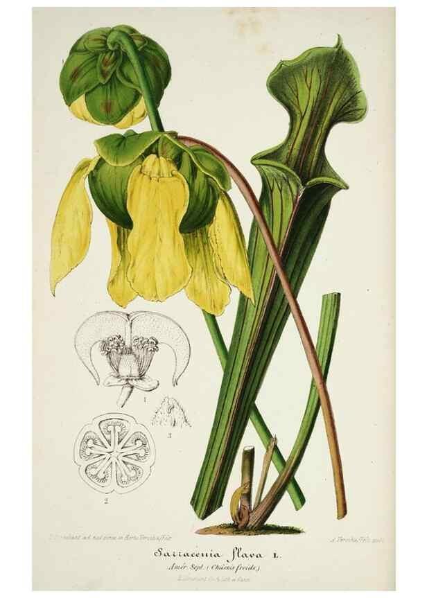 Reproducción/Reproduction 49683680018: L'Illustration horticole :. Gand, Belgium :Imprimerie et lithographie de F. et E. Gyselnyck,1854-1896.. 
