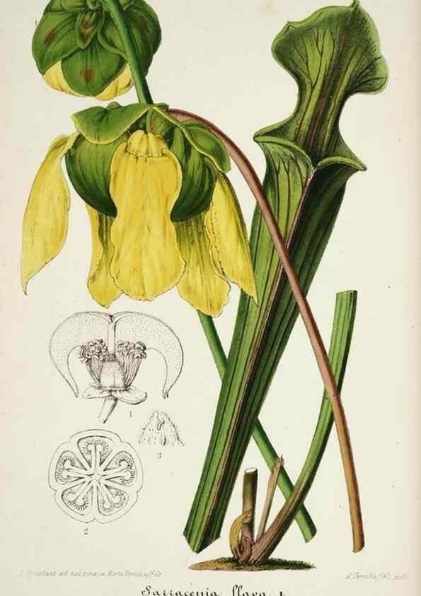 Reproducción/Reproduction 49683680018: L'Illustration horticole :. Gand, Belgium :Imprimerie et lithographie de F. et E. Gyselnyck,1854-1896.. 