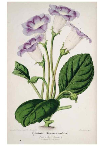 Reproducción/Reproduction 49684218441: L'Illustration horticole :. Gand, Belgium :Imprimerie et lithographie de F. et E. Gyselnyck,1854-1896.. 