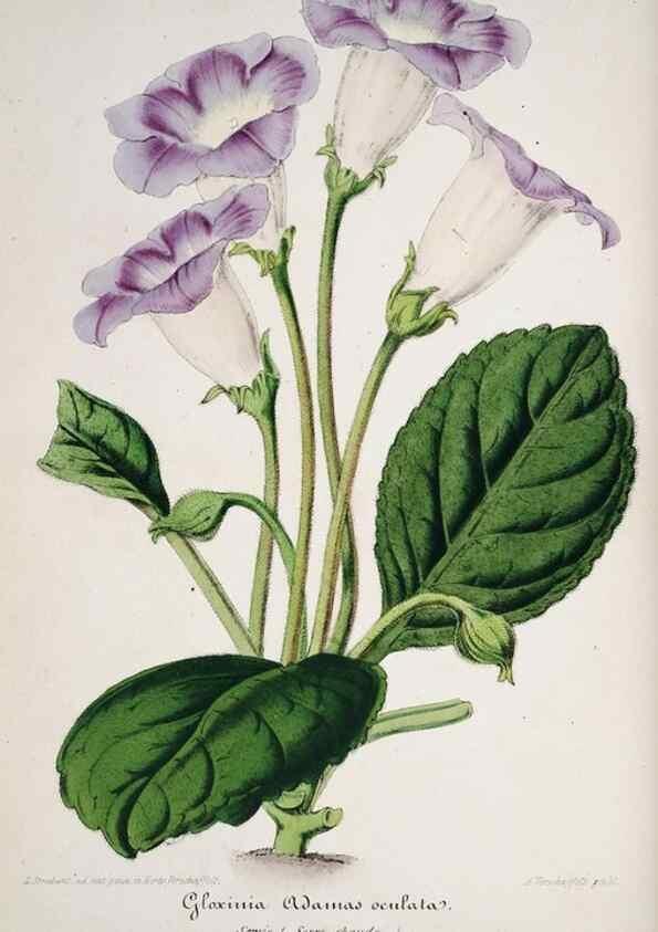 Reproducción/Reproduction 49684218441: L'Illustration horticole :. Gand, Belgium :Imprimerie et lithographie de F. et E. Gyselnyck,1854-1896.. 