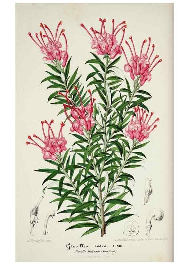Reproducción/Reproduction 49684511712: L'Illustration horticole :. Gand, Belgium :Imprimerie et lithographie de F. et E. Gyselnyck,1854-1896.. 