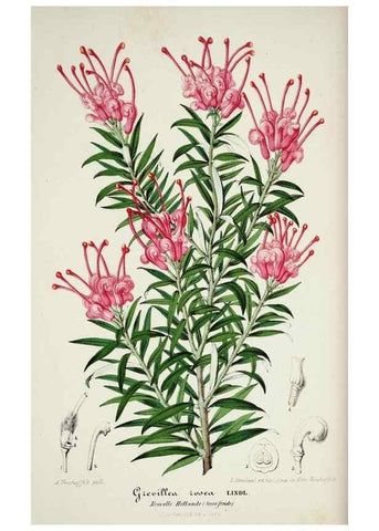 Reproducción/Reproduction 49684511712: L'Illustration horticole :. Gand, Belgium :Imprimerie et lithographie de F. et E. Gyselnyck,1854-1896.. 