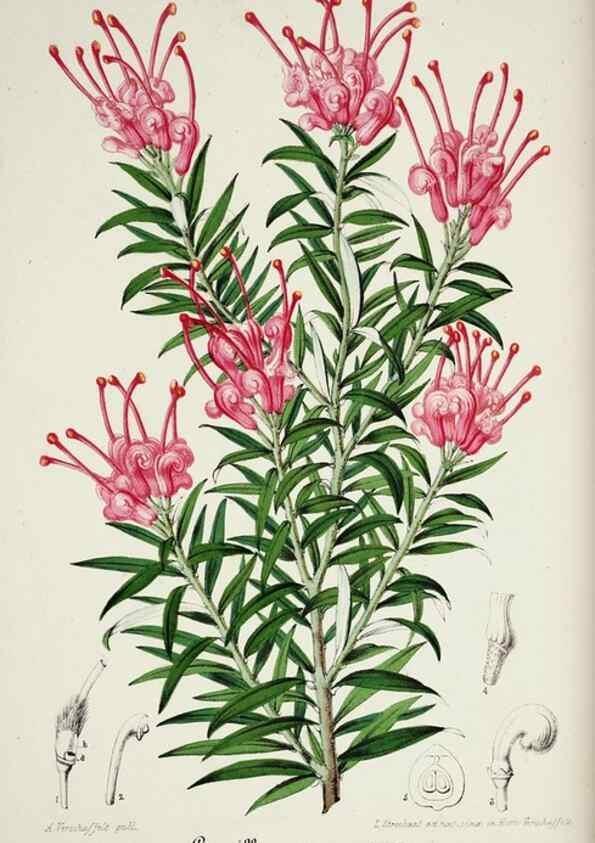 Reproducción/Reproduction 49684511712: L'Illustration horticole :. Gand, Belgium :Imprimerie et lithographie de F. et E. Gyselnyck,1854-1896.. 
