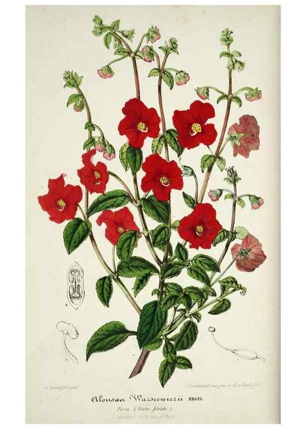 Reproducción/Reproduction 49684511247: L'Illustration horticole :. Gand, Belgium :Imprimerie et lithographie de F. et E. Gyselnyck,1854-1896.. 