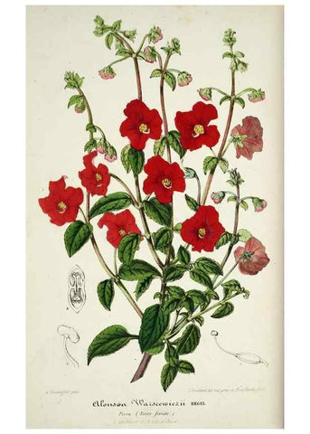Reproducción/Reproduction 49684511247: L'Illustration horticole :. Gand, Belgium :Imprimerie et lithographie de F. et E. Gyselnyck,1854-1896.. 